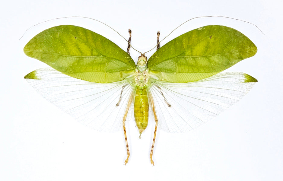Onomarchus leuconotus Katydid Specimen | A1 Quality | Dry-Preserved ORTHOPTERA