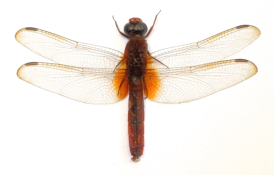 Orthetrum testaceum Dragonfly Specimen | A1 Quality | Dry-Preserved Spread | ODONATA