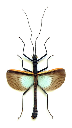 500 Assorted Unmounted Beetles & Insects | Wholesale Specimen Lot