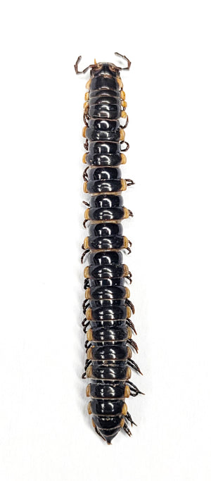 Assorted Beetles & Insects Mystery Box | A1 Entomology Specimens
