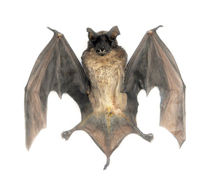 Assorted Common Bat Specimens | A1 Quality | Dry-Preserved CHIROPTERA (Spread Half Folded)
