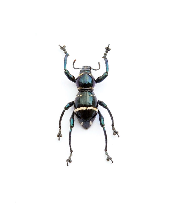 Pachyrrhynchus morotaiensis カブトムシ標本 | A1 装甲ゾウムシ