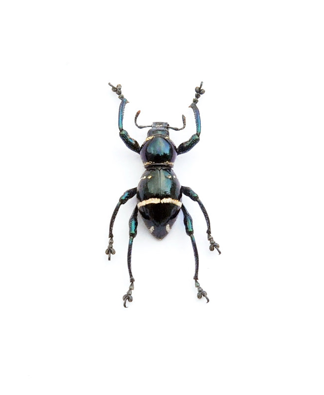 Pachyrrhynchus morotaiensis カブトムシ標本 | A1 装甲ゾウムシ