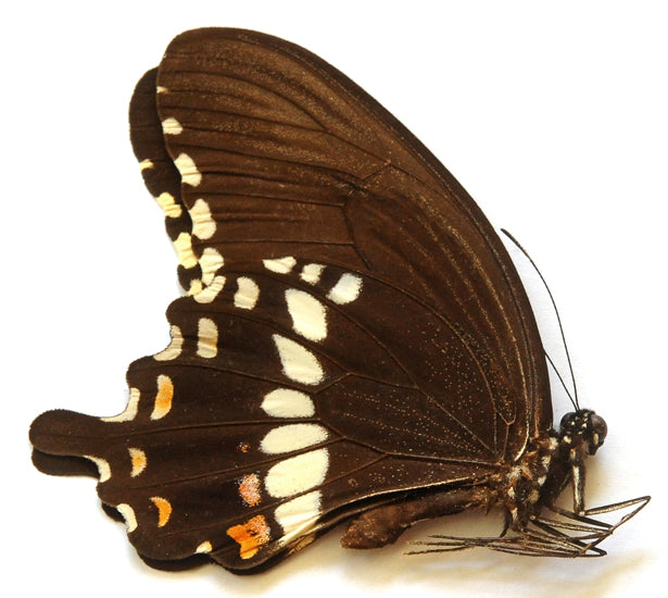 Papilio polytes ledebouria – A1 Unmounted Butterfly | Marinduque, Philippines