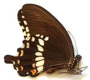 Papilio polytes ledebouria – Mariposa sin montar A1 | Marinduque, Filipinas