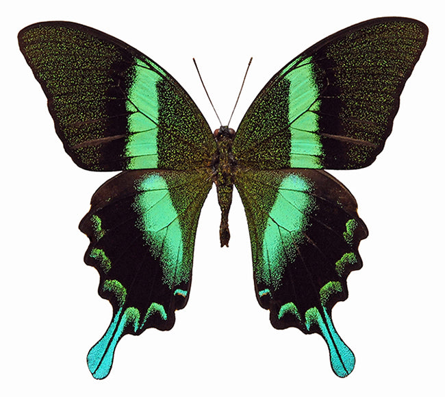 TWO (2) Green Swallowtail Butterflies (Papilio blumei) A1 Unmounted Specimens