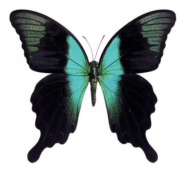 Papilio peranthus adamantius A1蝶 | 乾燥保存 PAPILIONIDAE | BugsDirect