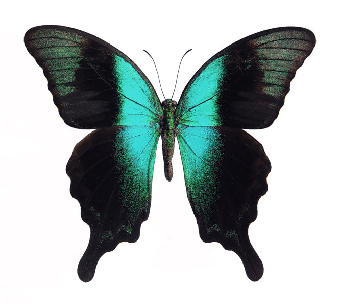 Papilio peranthus insulicola Butterfly Specimen | A1 Quality | Dry-Preserved PAPILIONIDAE