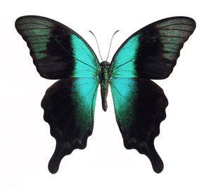 פרפר Papilio peranthus insulicola | דגימת איכות A1 | משומרת ביובש PAPILIONIDAE
