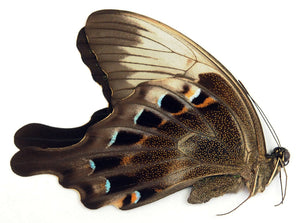 פרפר Papilio peranthus insulicola | דגימת איכות A1 | משומרת ביובש PAPILIONIDAE