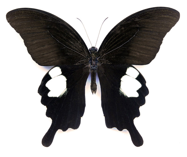 Papilio sataspes sataspes A-蝶 | 乾燥保存 PAPILIONIDAE | BugsDirect