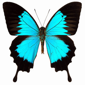 10 x Blue Swallowtail Butterflies (Papilio ulysses) A1/A1- Unmounted Specimens (Wholesale)