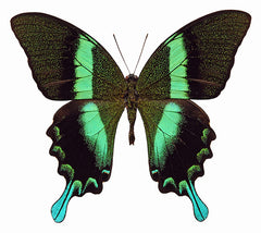 papilioblumeiblumeimlC.