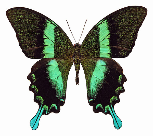 papilioblumeiblumeimlC.