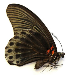 Papilio memnon 蝶 標本 Papilio memnon memnon A1 Butterfly | Dry-Preserved PAPILIONIDAE