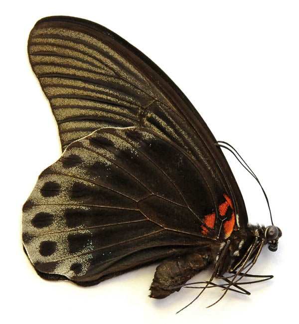 Papilio memnon memnon A1 チョウ | 乾燥保存 PAPILIONIDAE 標本