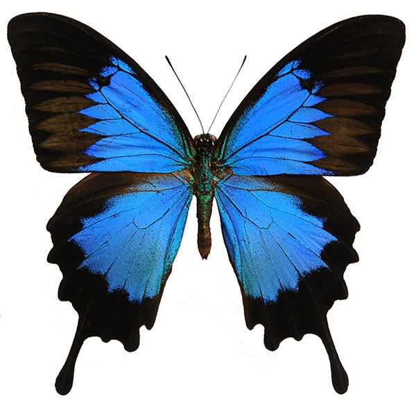 Papilio ulysses ulysses A1 蝶 | 乾燥保存されたオオゴマダラ科標本