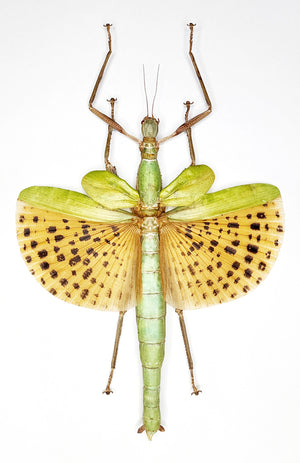 FIVE (5) Java Giant Stick Insect (Paracyphocrania major) A1 Spread Specimen, Wholesale