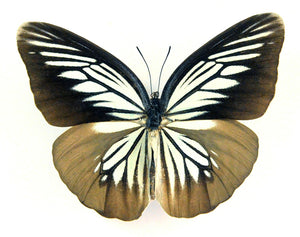 عينة فراشة Pareronia tritaea tritaea | بجودة A1 | محفوظة جافة من فصيلة PIERIDAE