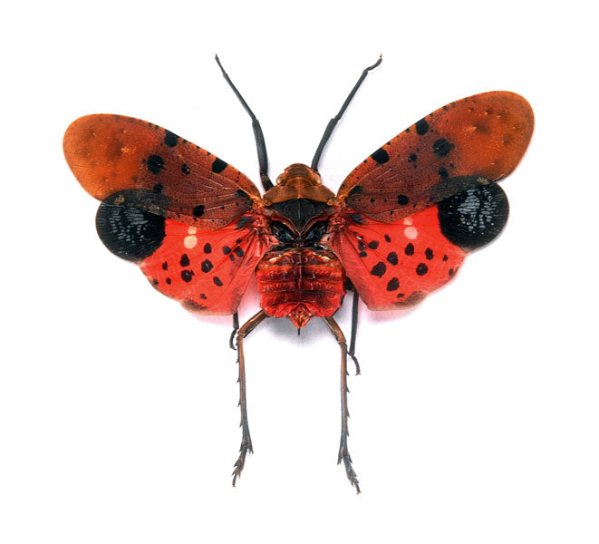 Penthicodes atomaria Planthopper Specimen | A1 Quality | Dry-Preserved Spread | FULGORIDAE
