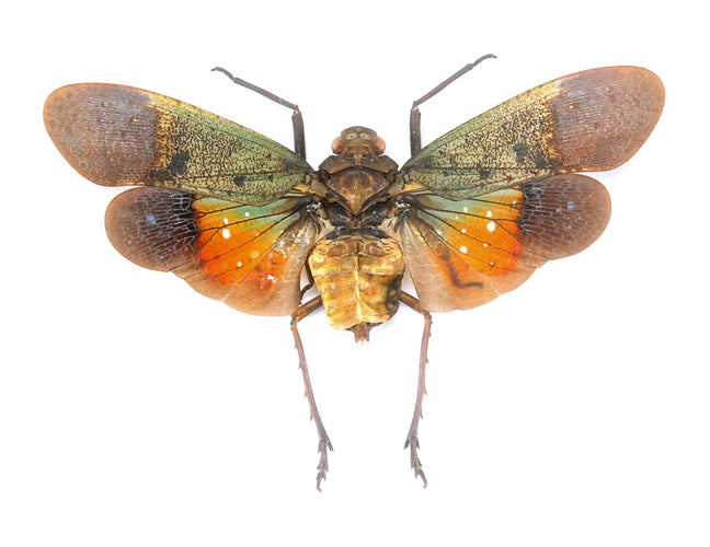 Penthicodes farinosa peleng Planthopper Specimen | A1 Quality | Dry-Preserved Spread | FULGORIDAE