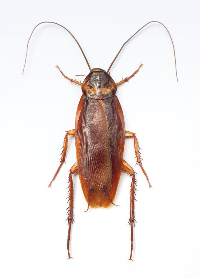 Periplaneta australasiae Cockroach Specimen | A1 Quality | Dry-Preserved BLATTODEA