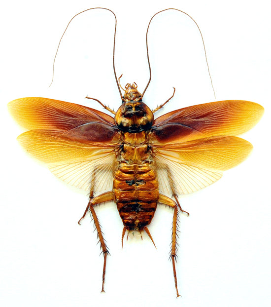 10 Periplaneta australasiae Cockroach Specimens Spead-Wings | A1 Quality | Dry-Preserved BLATTODEA (wholesale)