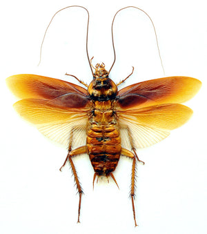 10 Periplaneta australasiae Cockroach Specimens Spead-Wings | A1 Quality | Dry-Preserved BLATTODEA (wholesale)