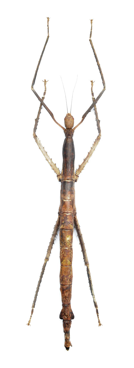 Pharnacia sumatrana Giant Stick Insect Specimen | A1 Quality | Dry-Preserved PHASMATODEA