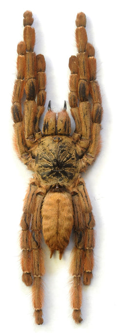 phormingochilusrufusJv_240x.