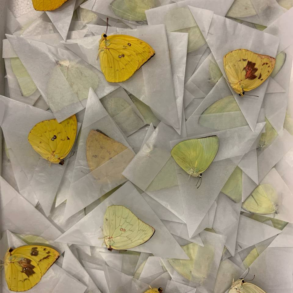 Lot of 100 Lemon Emigrant Butterflies (Catopsilia pomona) A1 Unmounted Specimens