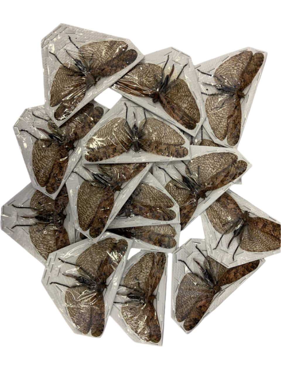 FIVE (5) Thai Bark Katydids A1 Entomology Specimens