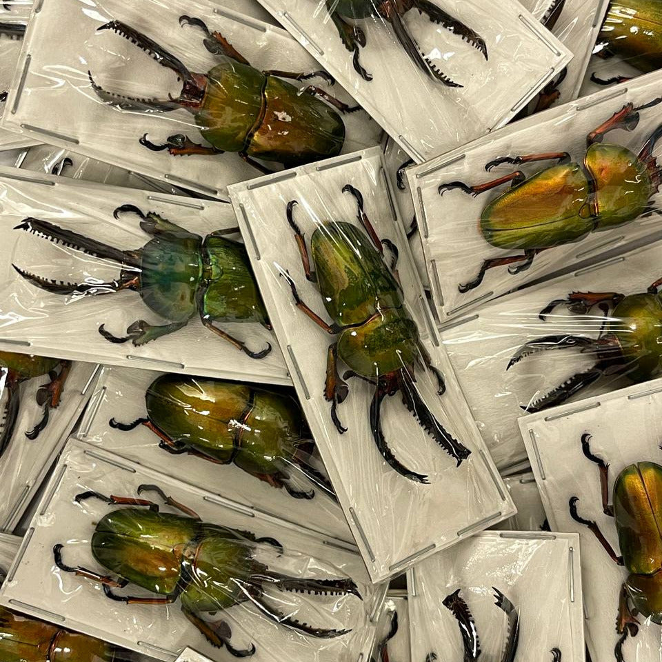 10 x Saw-Tooth Beetles (Lamprima adolphinae) A1 Unmounted Specimens (Wholesale)