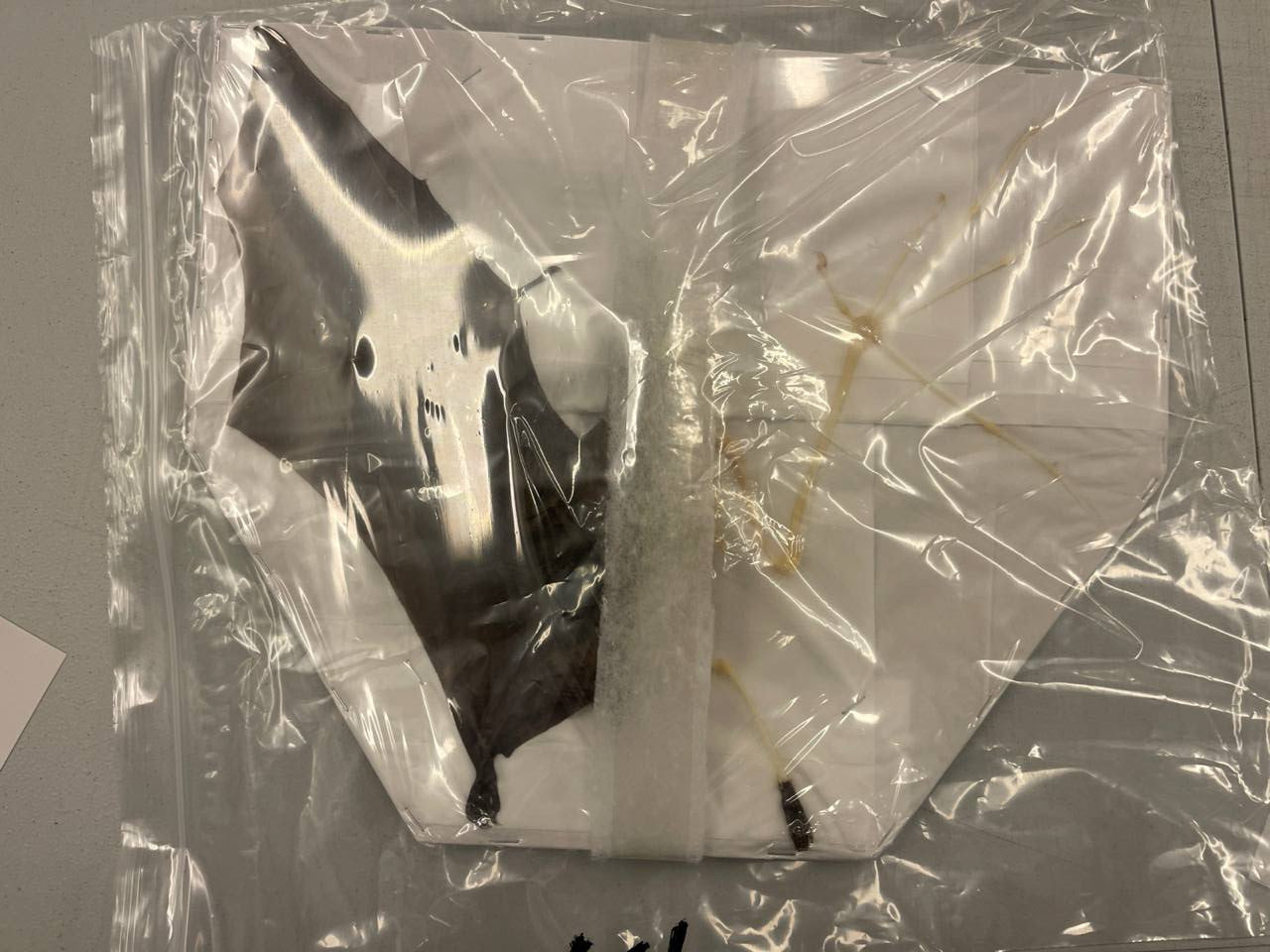 Leschenault’s Rousette Megabat (Rousettus leschenaultii) Half-skeletonised Study Specimen (Non-CITES)