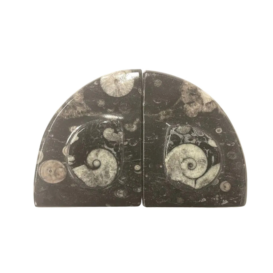 Goniatite Fossil Bookends | Moroccan Stone Wedge Pair | 10cm