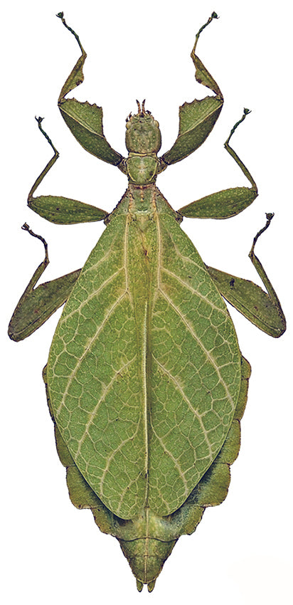 Phyllium jacobsoni Leaf Insect Specimen | A1 Quality | Dry-Preserved PHYLLIIDAE