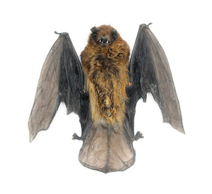 Assorted Common Bat Specimens | A1 Quality | Dry-Preserved CHIROPTERA (Spread Half Folded)