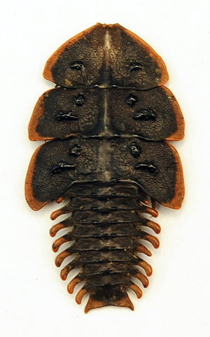 Assorted Beetles & Insects Mystery Box | A1 Entomology Specimens