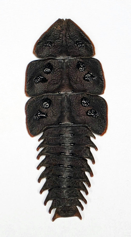 Platerodrilus tujuhensis Beetle Specimen | A1 Quality | Dry-Preserved LYCIDAE