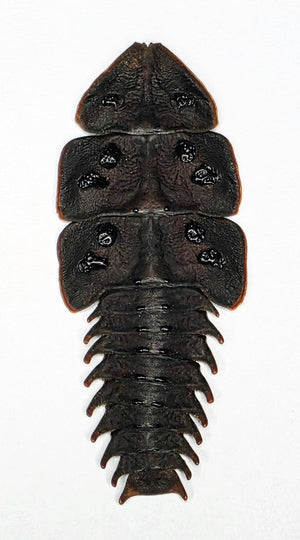 500 Assorted Unmounted Beetles & Insects | Wholesale Specimen Lot