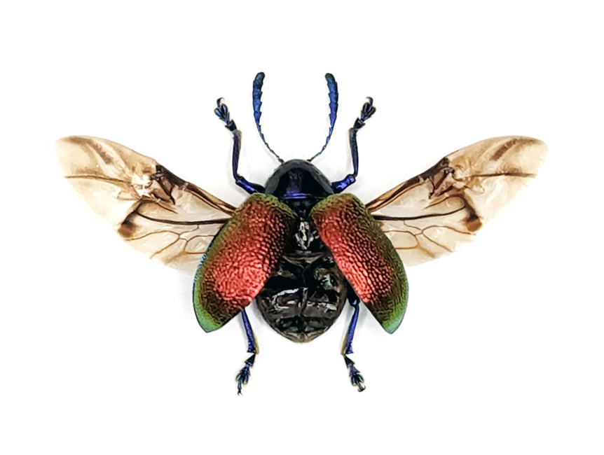 Platycorynus chapanus Beetle Specimen Spread-wings | A1 Quality | Dry-Preserved CHRYSOMELIDAE