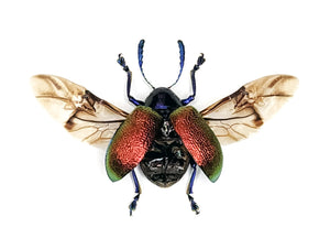 500 Assorted Unmounted Beetles & Insects | Wholesale Specimen Lot
