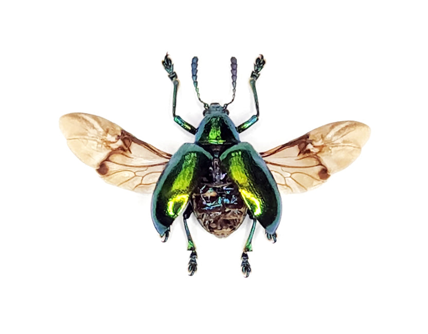 Platycorynus nitidus Beetle Spread Specimen | A1 Quality | Dry-Preserved CHRYSOMELIDAE (Spread-Wings)