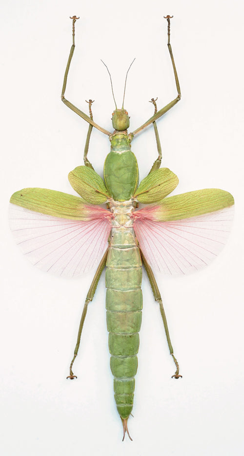 Platycrana viridana Stick Insect Specimen | Spread | A1 Quality | Dry-Preserved PHASMATODEA