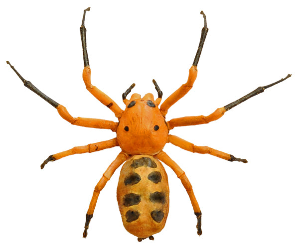 Platythomisus octomaculatus – Museum-Quality Crab Spider Specimen