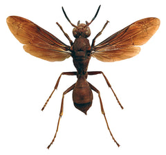 北米の真っ赤な大型アリバチ　昆虫　標本　蜂 Polistes tenebricosus ツチバチ標本 | A1品質 展翅・乾燥保存済み