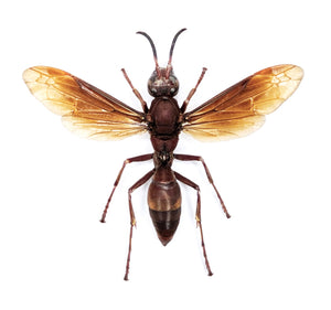 Polistes tenebricosus Paper Wasp Specimen | A1 Quality | Spread & Dry-Preserved HYMENOPTERA