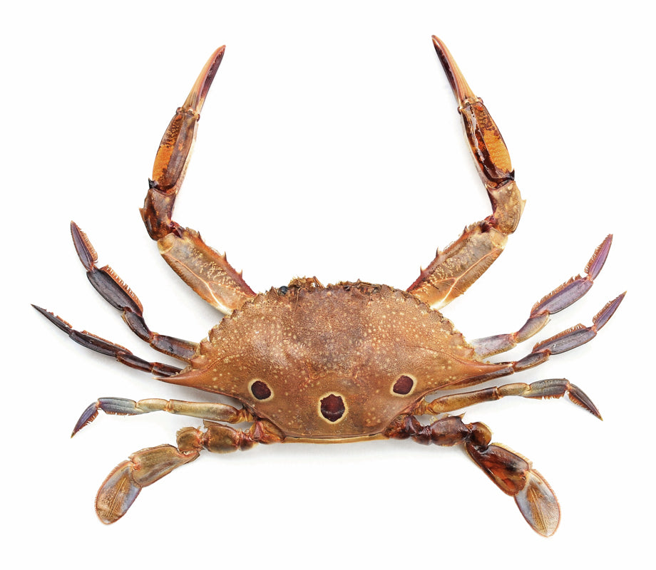 Portunus sanguinolentus | Three-spot Swimming Crab Specimen | A1 Quality | Dry-Preserved DECAPODA