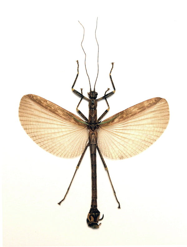 Presbistus appendiculatus Stick Insect Specimen | Spread | A1 Quality | Dry-Preserved PHASMATODEA