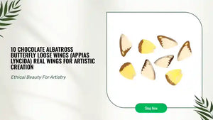 10 Chocolate Albatross Butterfly Loose Wings (Appias lyncida) Real Wings for Artistic Creation by@Outfy